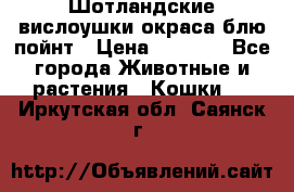 Шотландские вислоушки окраса блю пойнт › Цена ­ 4 000 - Все города Животные и растения » Кошки   . Иркутская обл.,Саянск г.